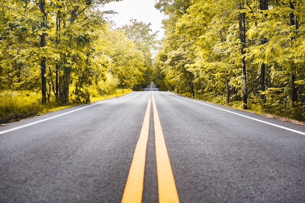 Carretera asfaltada con línea de buceo amarilla y fondo forestal