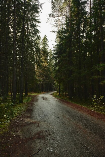 Carretera asfaltada que atraviesa un oscuro bosque de coníferas