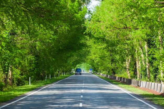Carretera asfaltada a través de árboles de pantano verde, autopista en Georgia