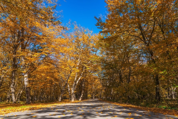 Carretera asfaltada a través del bosque de otoño