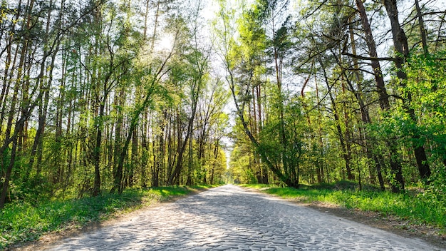 Carretera asfaltada a través del bosque.