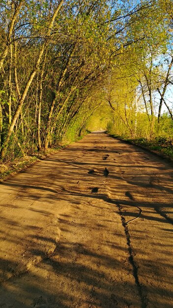 Foto carretera asfaltada en el viejo bosque de otoño