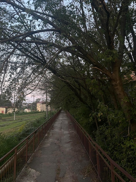 Foto carretera de asfalto bajo árboles verdes