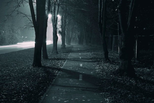 La carretera de asfalto brumoso entre árboles en la noche