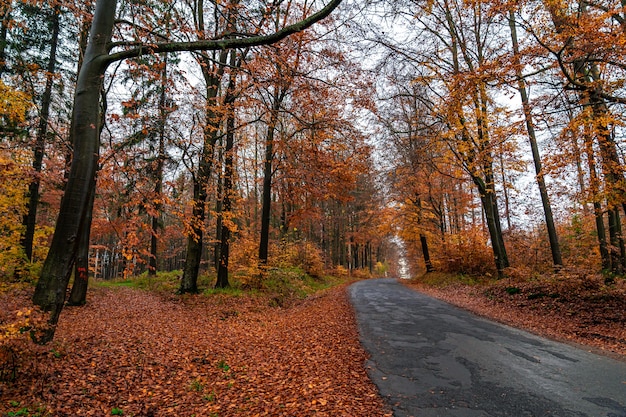 Carretera de asfalto forestal en bosque de otoño.