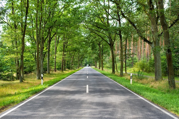 Carretera de asfalto a través de árboles forestales de verano