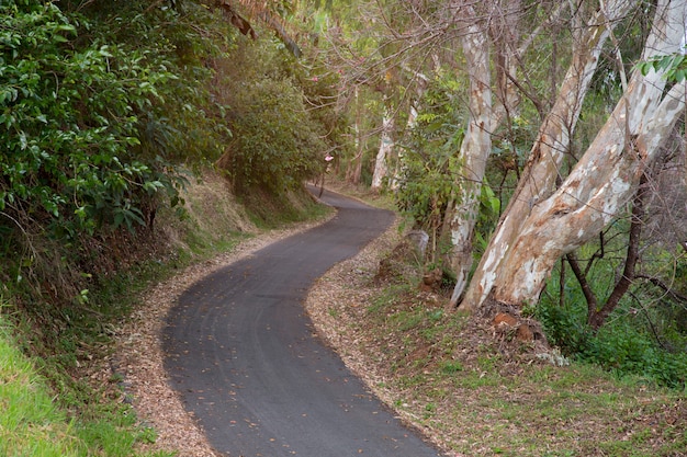 Carretera de asfalto a través del bosque.