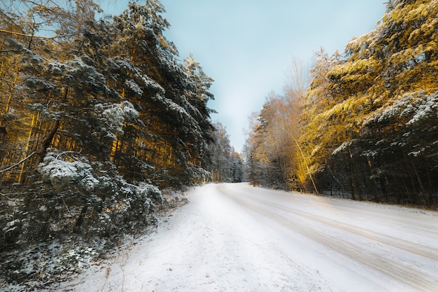 Carretera en el bosque de coníferas cubierto de nieve.