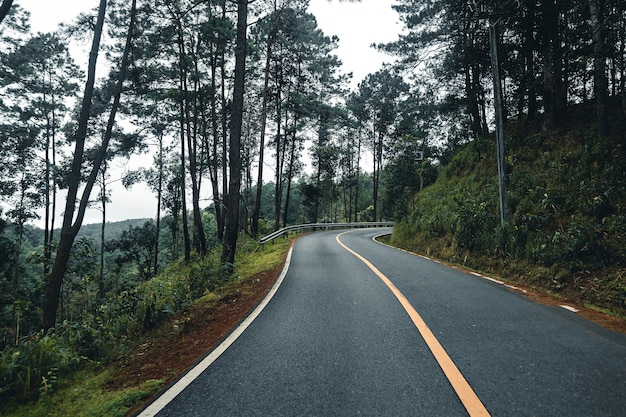 Carretera en el bosque, temporada de lluvias, árboles de naturaleza y viajes de niebla