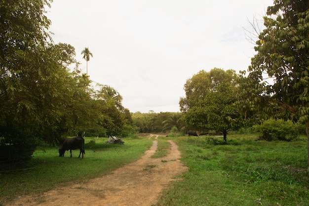 La carretera en el campo de Tailandia