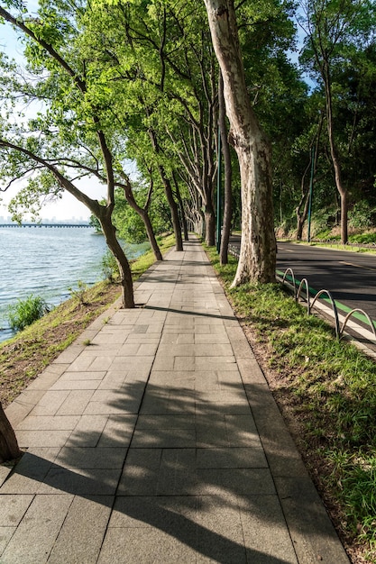 Carretera de campo de verano con árboles al lado del concepto