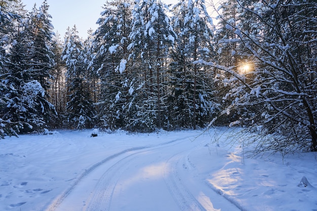 Carretera cubierta de nieve en un denso bosque de invierno