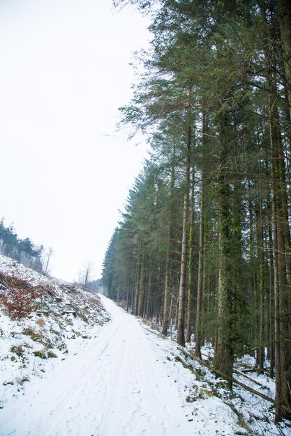 Foto carretera cubierta de nieve en medio de árboles contra el cielo