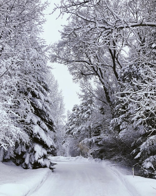 Foto carretera cubierta de nieve en medio de árboles durante el invierno