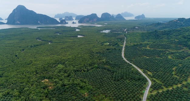 Carretera curva vacía en la fila del jardín de plantaciones de palmeras en alta montaña en Phang Nga Tailandia