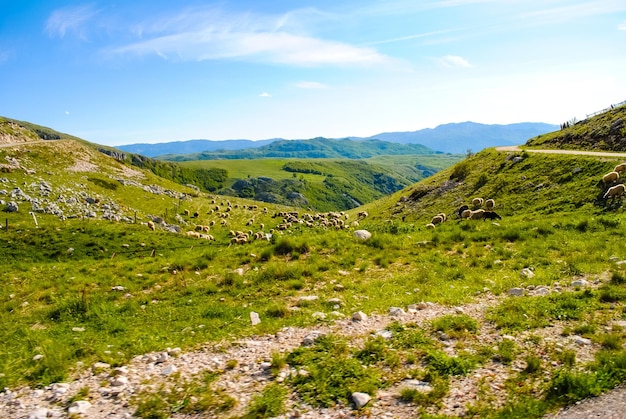 Carretera escénica en las montañas de Montenegro