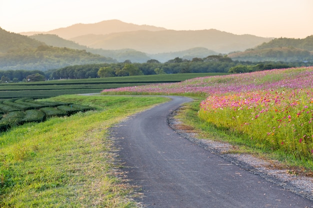 Carretera en finca con fondo de montaña al atardecer