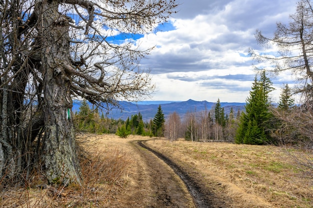 Carretera forestal ural sur con una vegetación paisajística única y diversidad de naturaleza en primavera