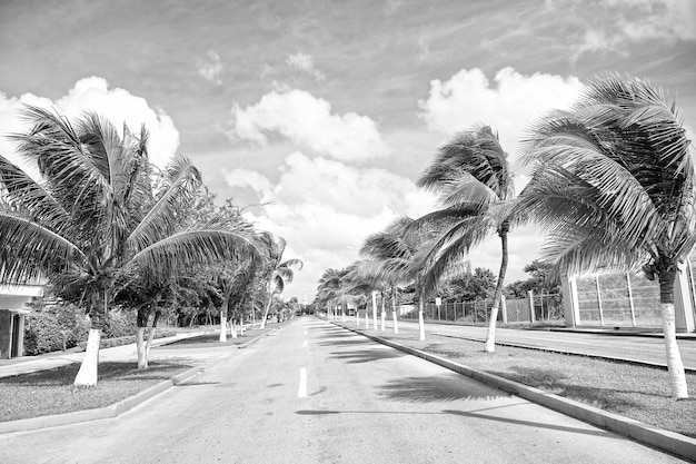 Carretera gris exótica con palmeras verdes en un clima soleado y ventoso al aire libre en el cielo azul con fondo de nubes blancas