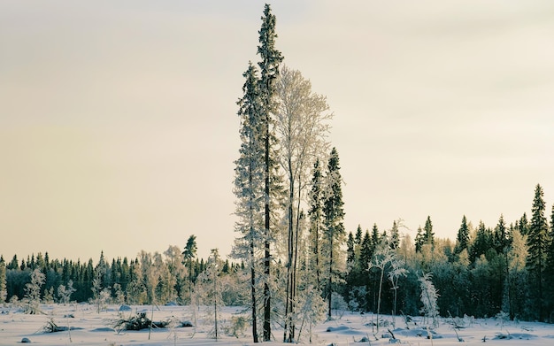 Carretera de invierno con nieve en Finlandia. Paisaje de Laponia en Europa. Bosque a lo largo de la carretera durante el viaje. Viaje nevado. Calzada fría. Conducción en la autopista finlandesa en el pueblo del norte de Rovaniemi. ver con arbol