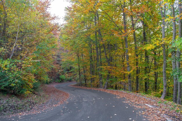 Carretera de montaña en otoño