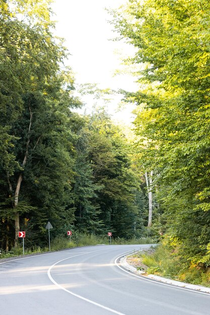 Carretera de montaña a través del bosque