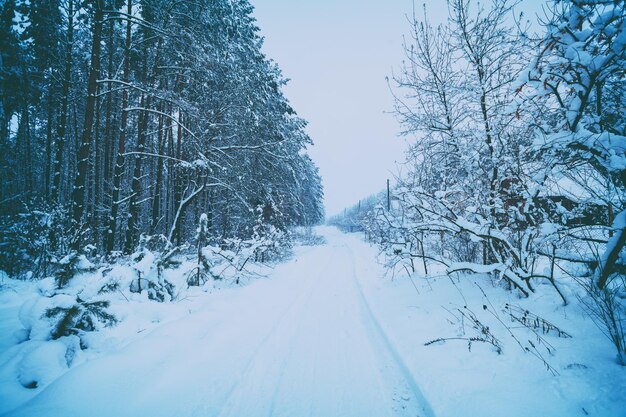 Carretera nevada en un bosque de pinos nevados en invierno durante una nevada