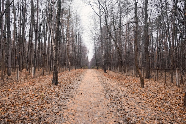 carretera de otoño llena de hojas amarillas caídas en un bosque de pinos