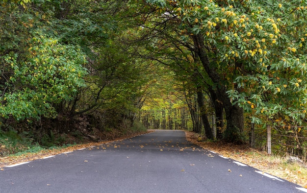 La carretera pasa a través del paisaje otoñal en castaños