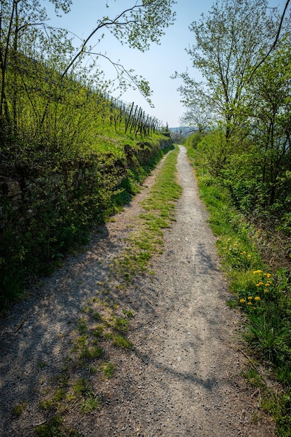 Foto carretera en primavera en un formato vertical de campo