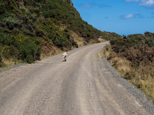 Foto carretera que pasa por el paisaje