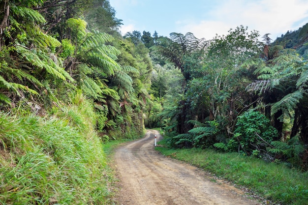 Carretera en selva remota en Nueva Zelanda