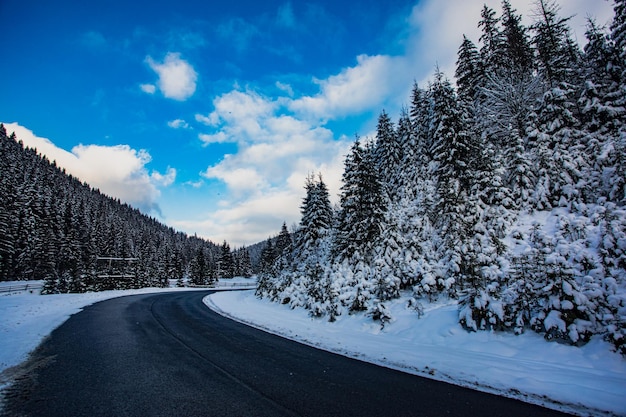 Carretera sinuosa nevada en lo alto de las montañas mientras tormenta de nieve Altos abetos cubiertos de nieve a ambos lados de la carretera Peligrosa carretera de montaña con cielo gris nublado