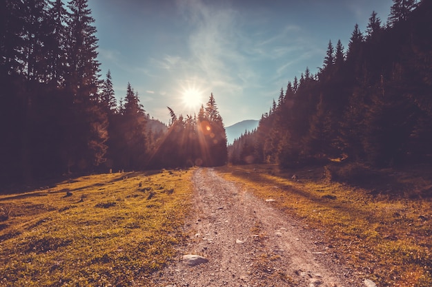 Carretera vacía en bosque de pinos. Paisaje de la naturaleza