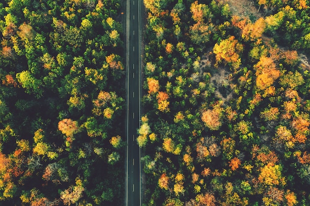 Foto carretera vista superior con colorido bosque en campo