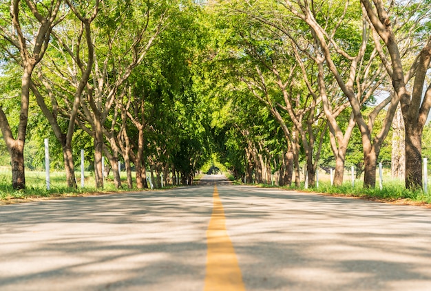 Carreteras de asfalto con túnel de árbol