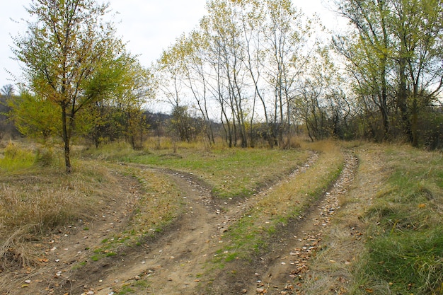 Carreteras rurales bifurcadas en el bosque de otoño