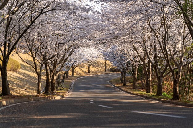 Carreteras y túneles en flor de cerezo en primavera en Corea