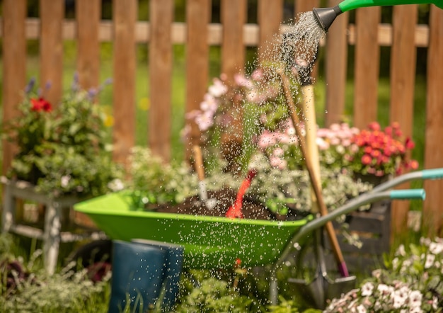 Carretilla de jardín de primavera en un césped verde con margaritas a la luz del solRegar con una regadera