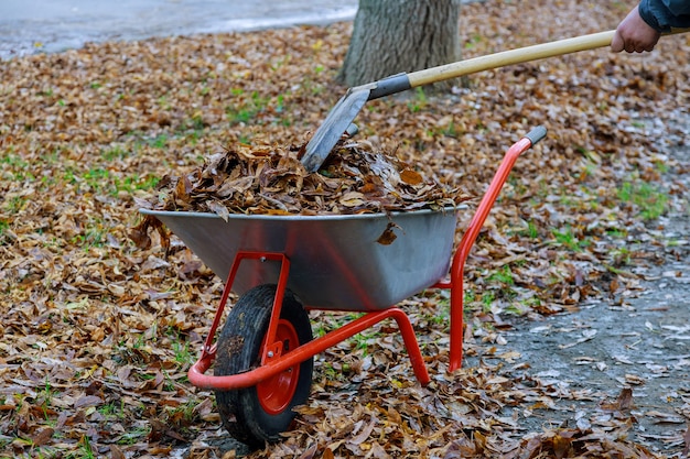 Una carretilla llena de hojas de otoño.