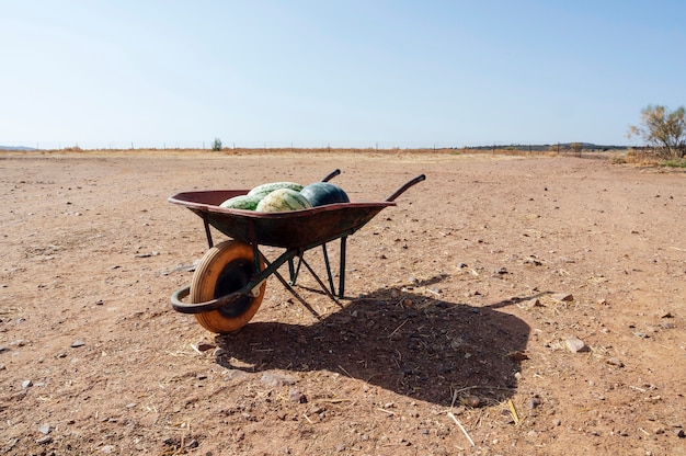 Carretilla con sandías en el campo