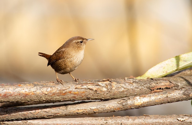 Carriça euro-asiática Troglodytes troglodytes Manhã ensolarada um passarinho sentado em um galho grosso