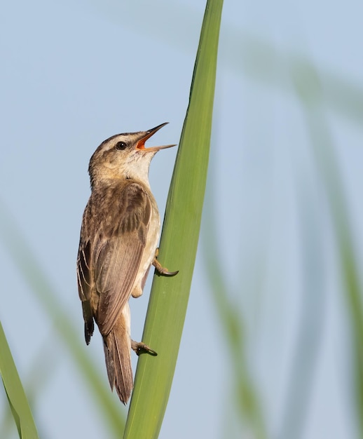 Carricerín común Acrocephalus schoenobaenus Un pájaro canta mientras está sentado en una hoja de una planta