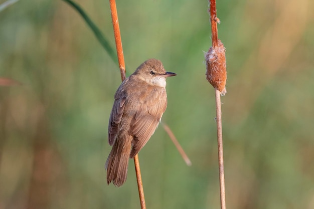 Carricero tordal común (Acrocephalus arundinaceus) Toledo, España