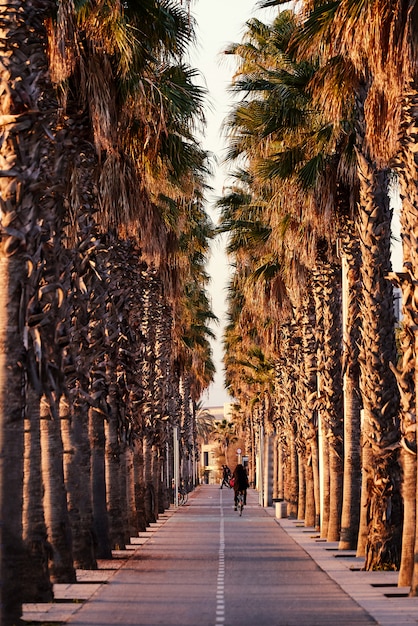 Carril bici entre palmeras