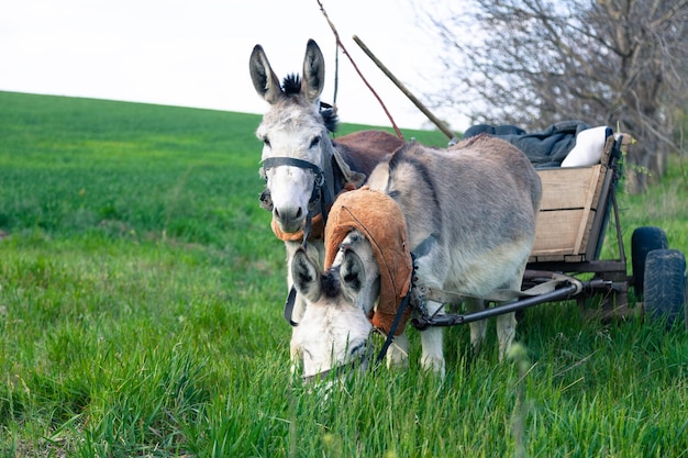 Carrinho com dois burros pastando na grama verde