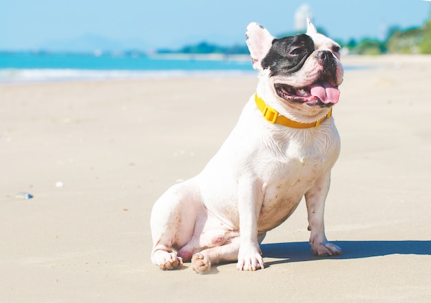 Carrinho de buldogue francês na praia de areia