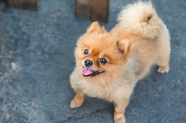 Carrinho de cachorro pomeranian na rua