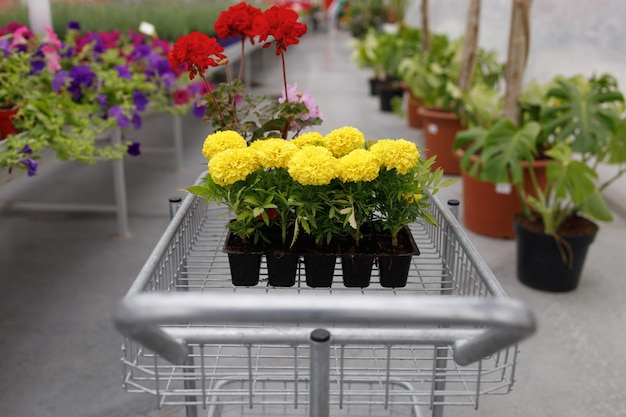 Carrinho de compras com flores de calêndula e gerânio em uma estufa