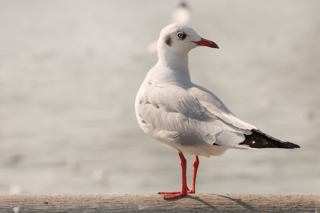 carrinho de gaivota e olhando para o mar.